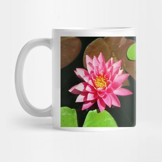 Fuchsia Pink Water Lilly Flower floating in Pond by Scubagirlamy